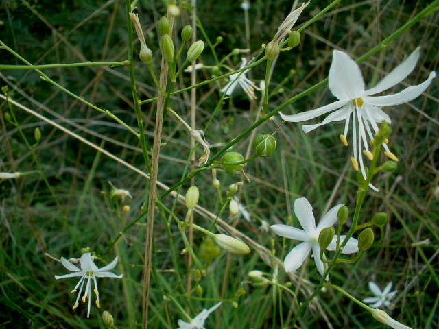 Anthericum ramosum